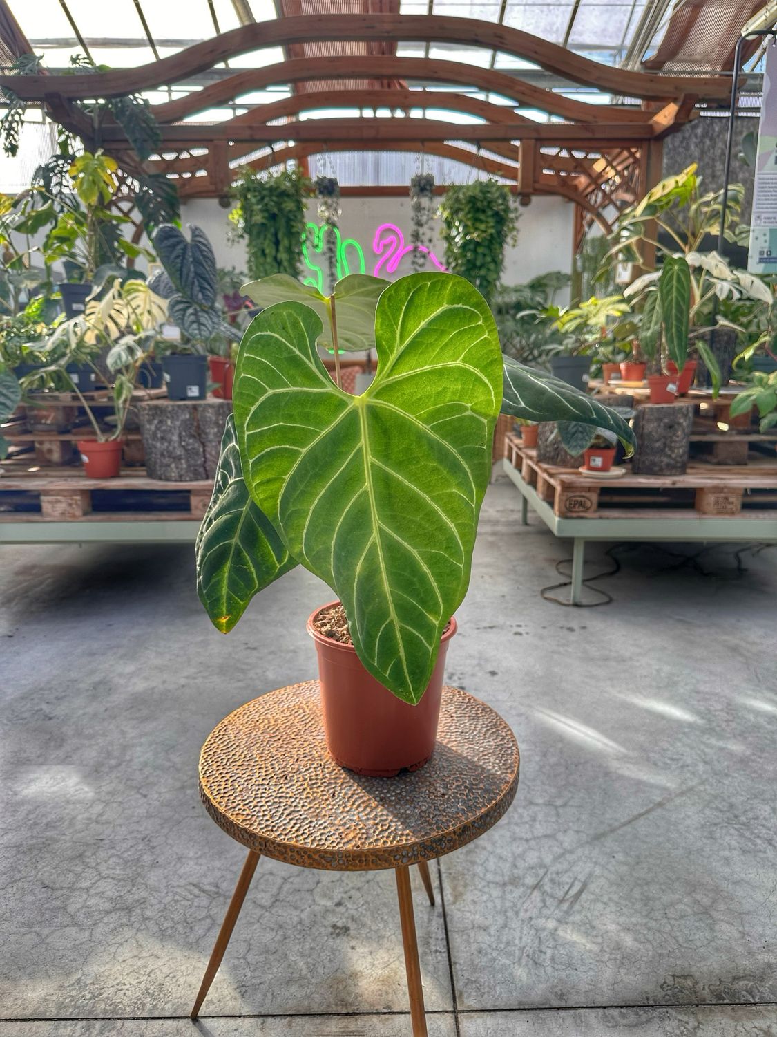 Anthurium regale XL vaso cm 21