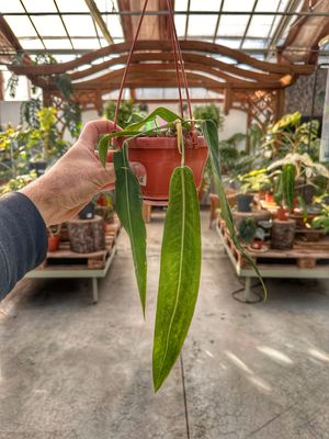 Anthurium pallidiflorum vaso cm 14