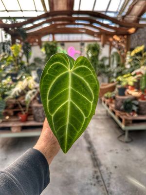 Anthurium regale vaso cm 6