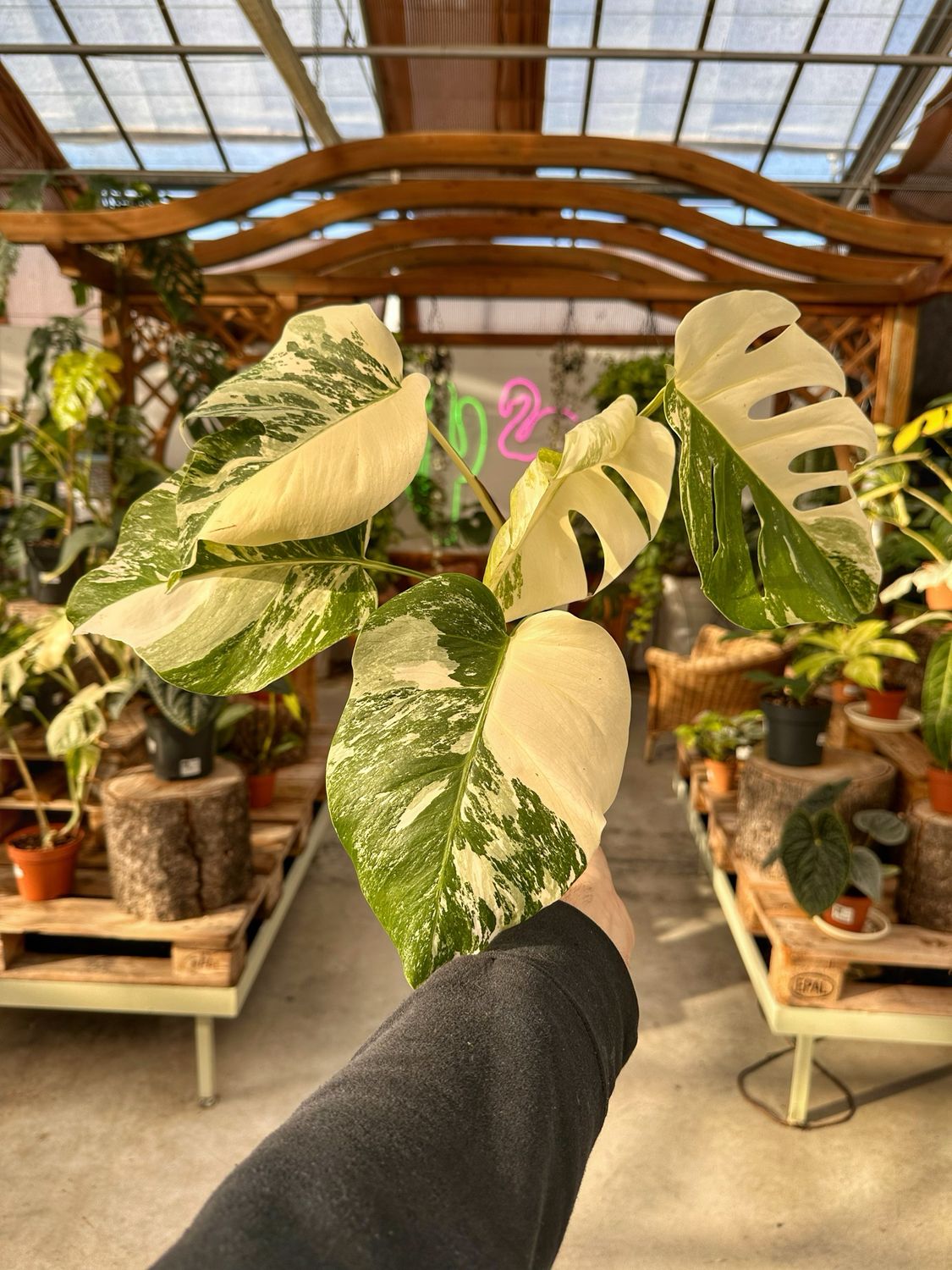 Monstera albovariegata half moon vaso cm 12