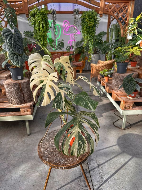 Monstera albovariegata L extra White vaso cm 17