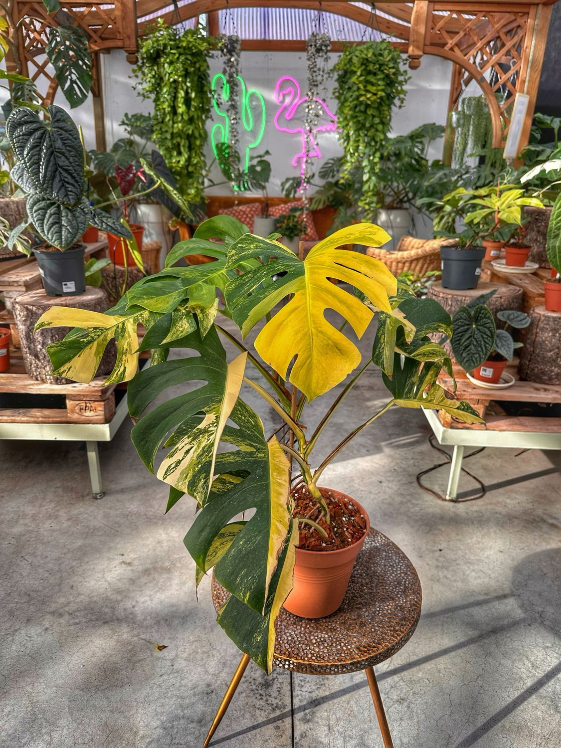 Monstera aureovariegata vaso cm 21 extra variegata