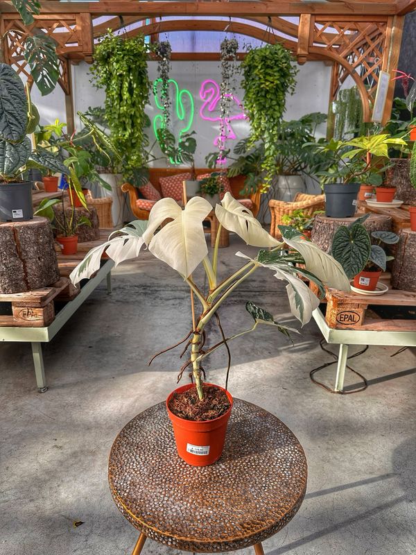 Monster albovariegata super white vaso cm 15