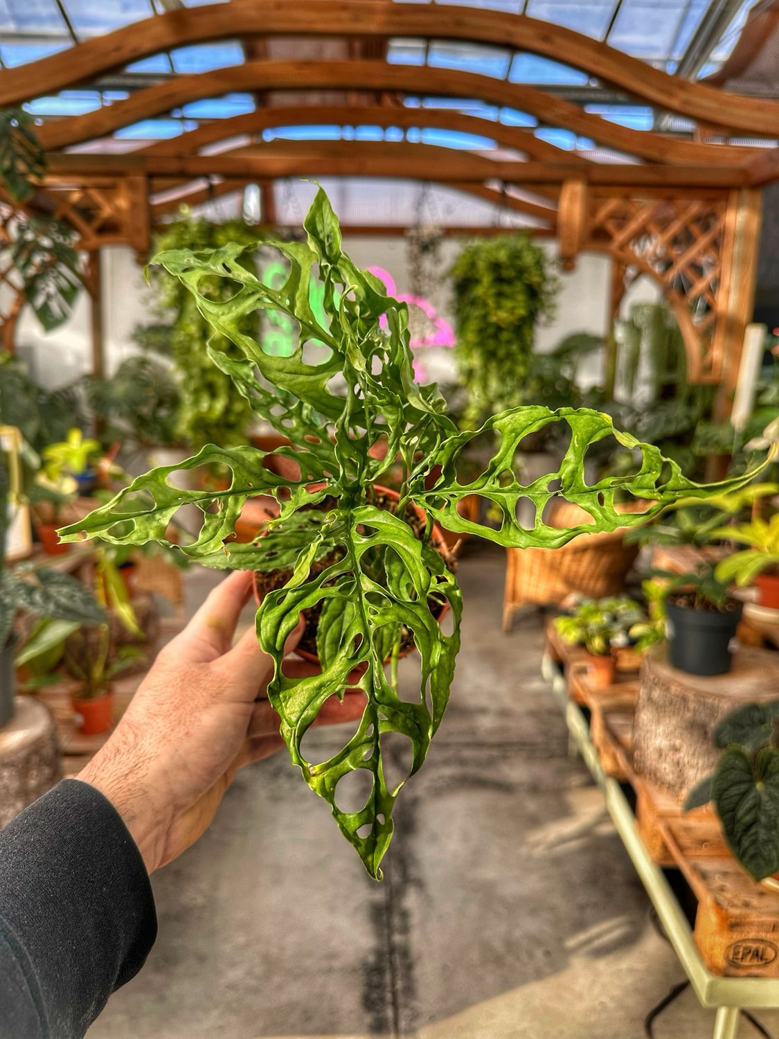 Monstera obliqua Perù vaso cm 13