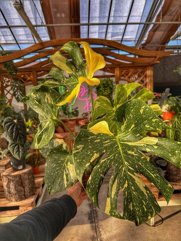 Monstera thai constellation vaso cm 17