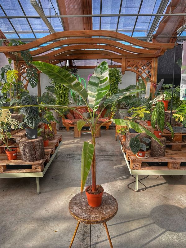 Musa aeae variegata L vaso cm 17