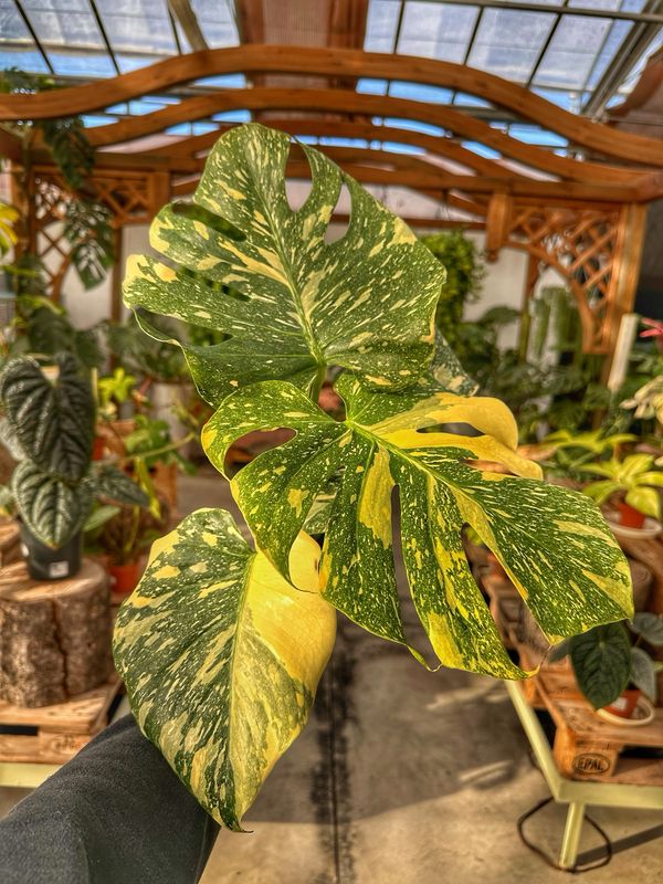 Monstera thai creme brulee vaso cm 12