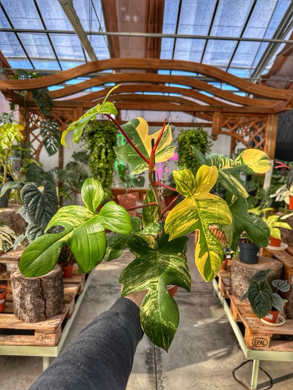 Philodendron Florida beauty vaso cm 14