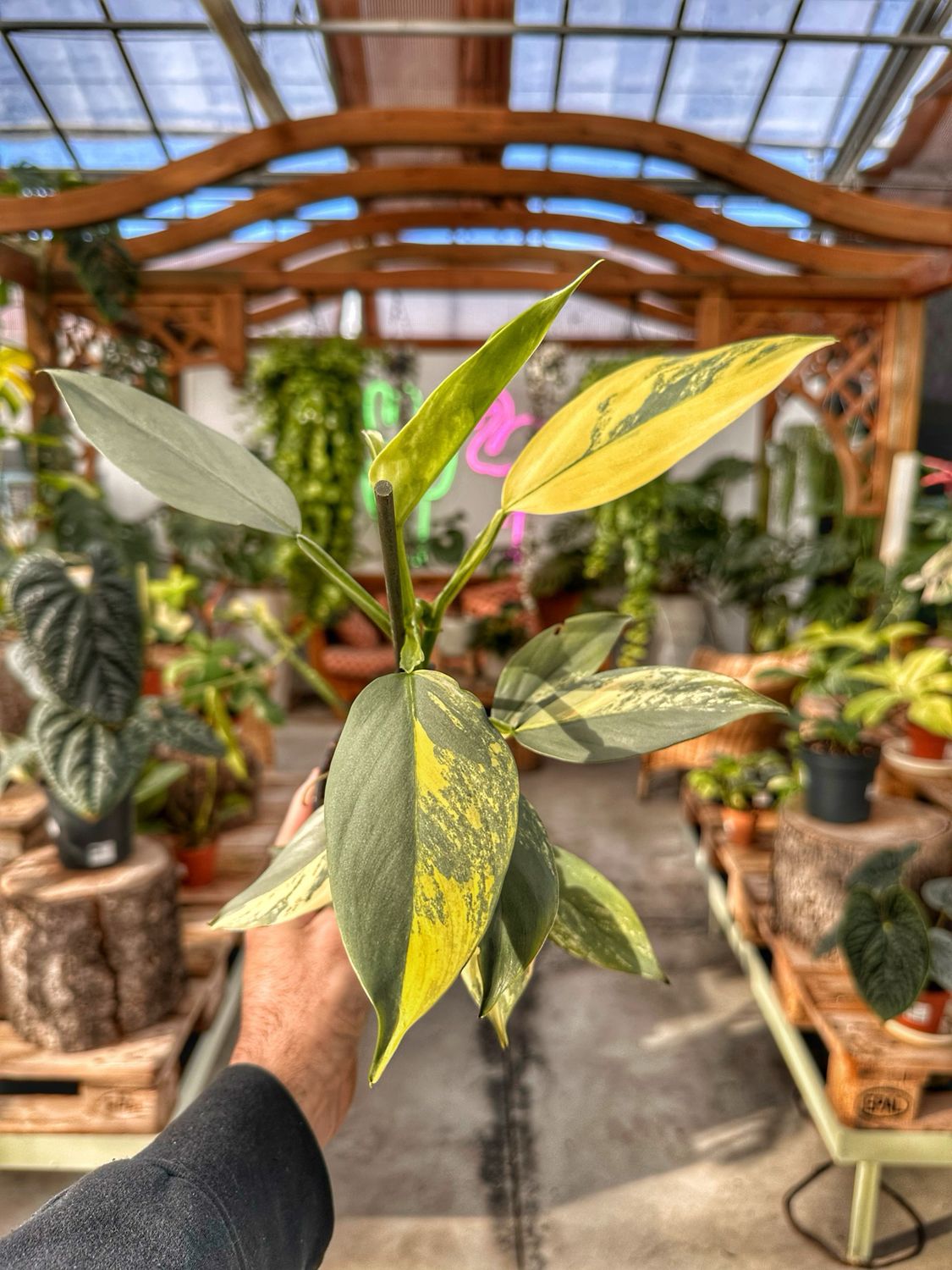 Philodendron hastatum variegata vado cm 12