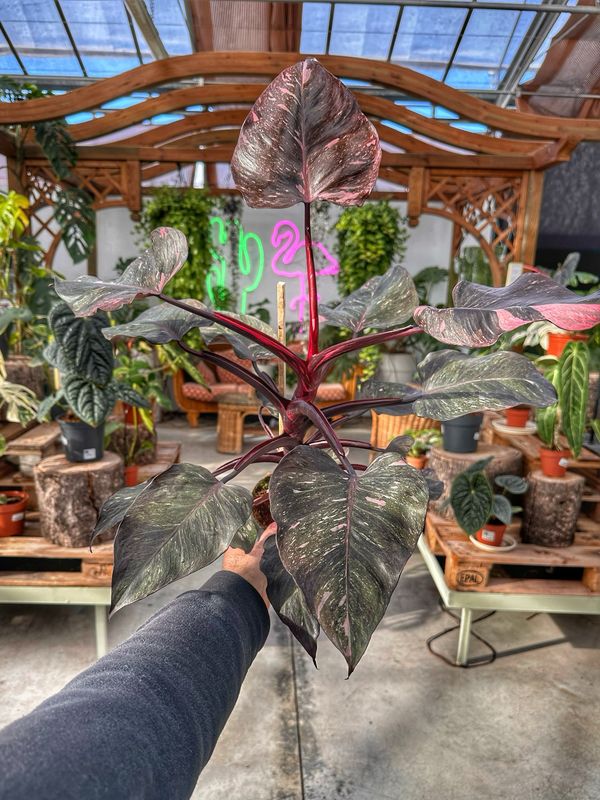 Philodendron pink princess marble extra pink vaso cm 14