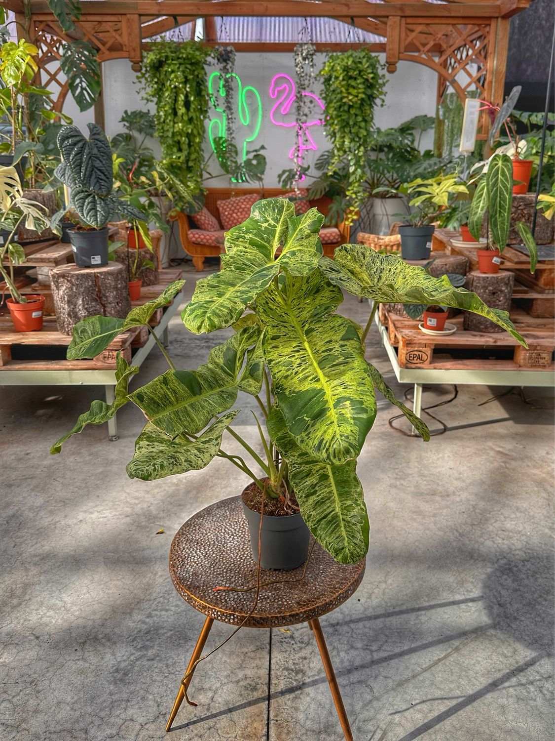 Philodendron paraiso verde vaso cm 17