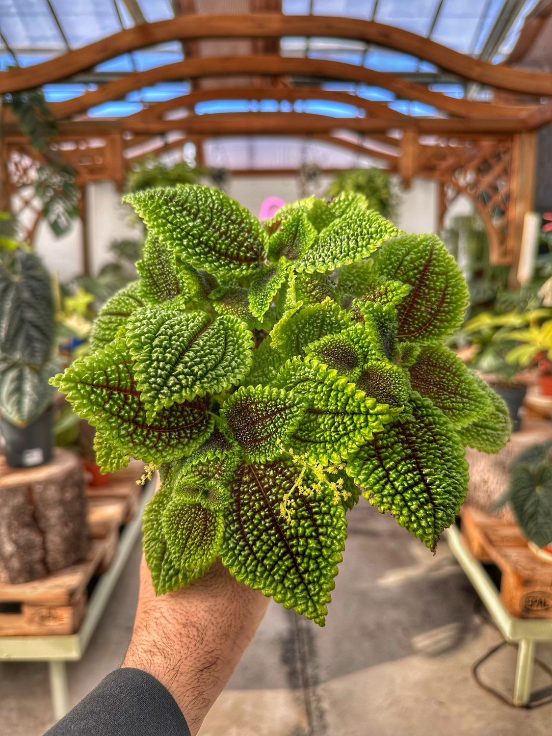 Pilea moon valley vaso cm 12