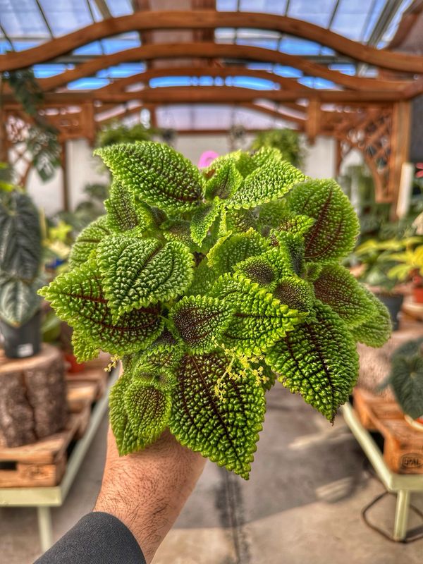 Pilea moon valley vaso cm 12