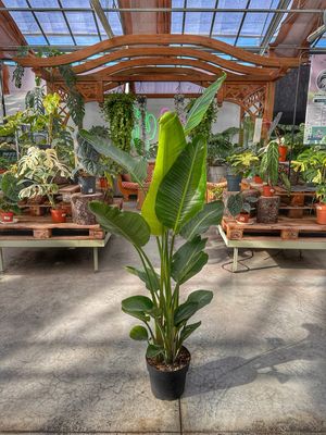 Strelitzia Nicolai vaso cm 24