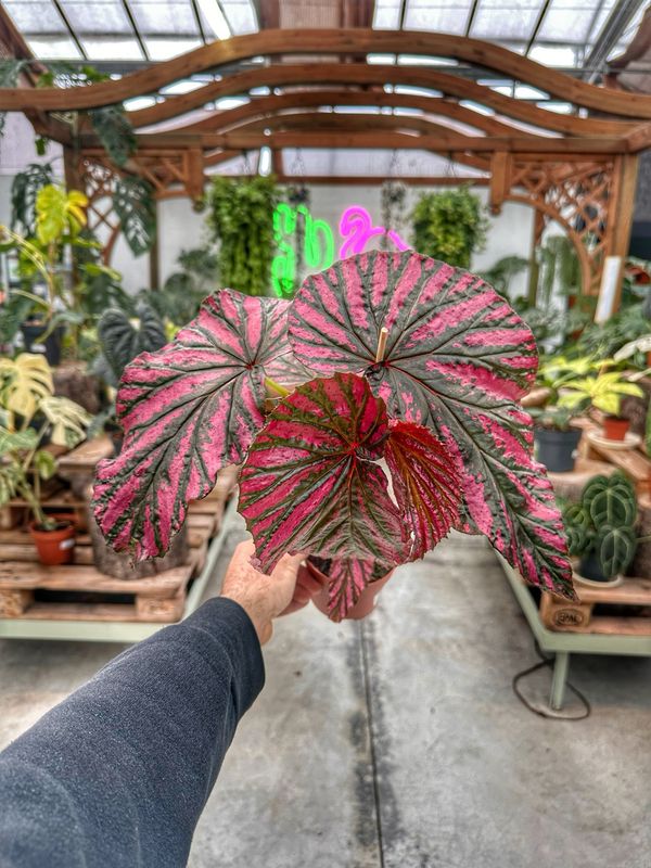 Begonia brevirimosa vaso cm 10,5