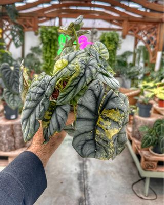 Alocasia silver dragon aureo variegata L vaso cm 12