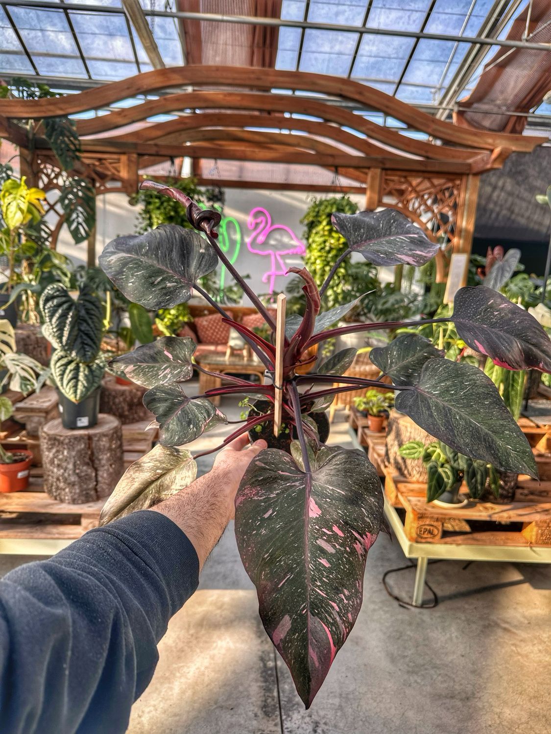 Philodendron pink princess marble extra pink vaso cm 14