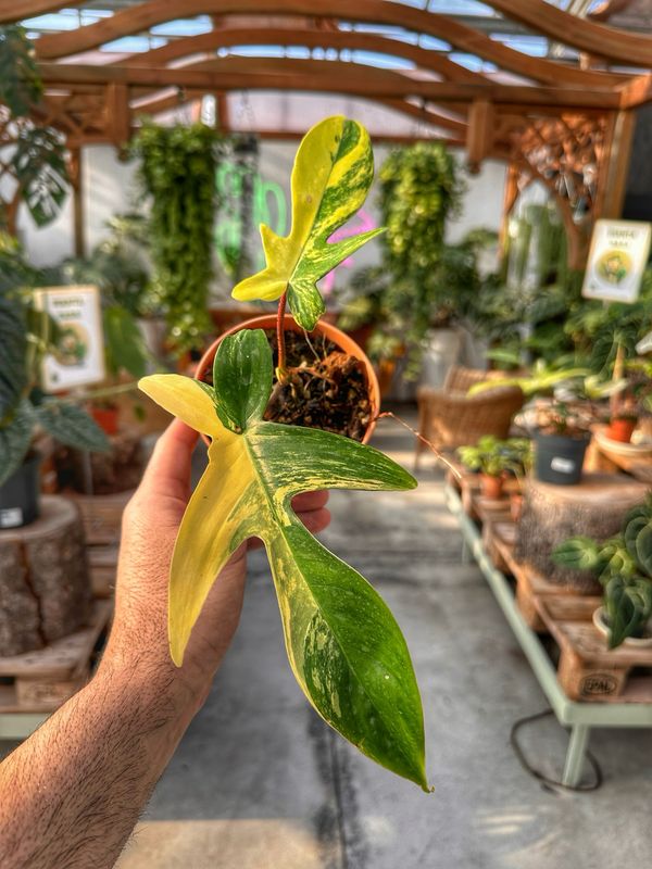 Philodendron Florida beauty vaso cm 11