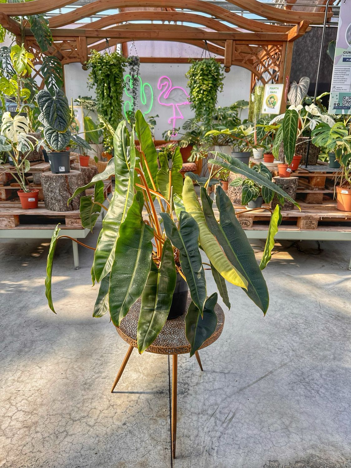 Billietieae XL vaso cm 21