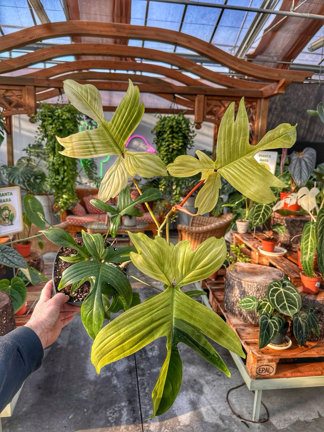 Philodendron Florida ghost vaso cm 19