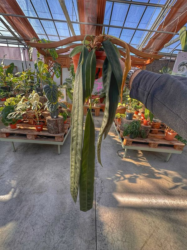 Anthurium wendlingeri XXL vaso cm 14