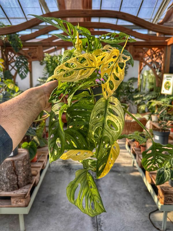 Monstera adansonii japanese tricolour vaso cm 14