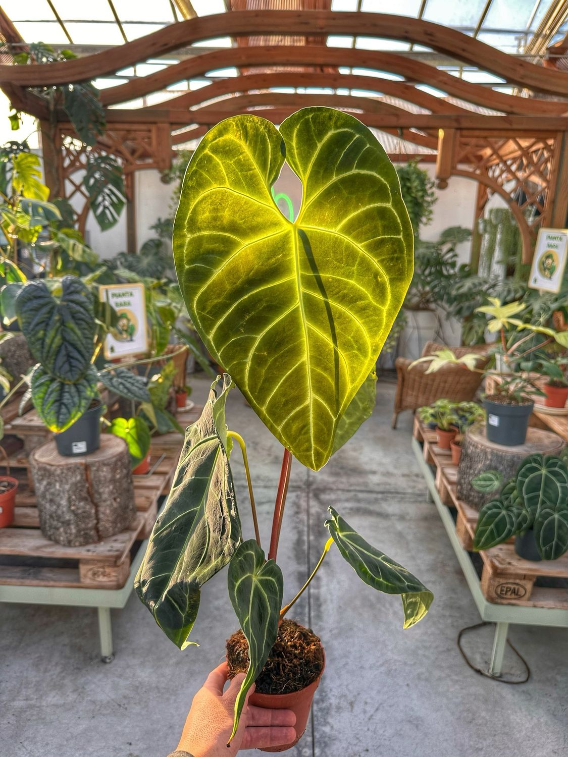 Anthurium regale vaso cm 12