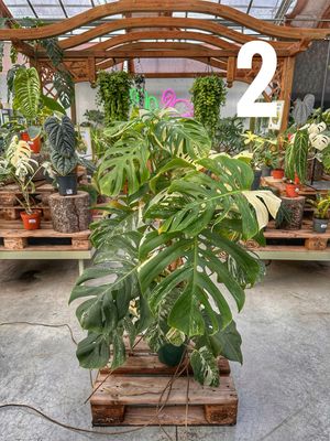 Monstera albo extra white vaso cm 21 altezza 100 cm