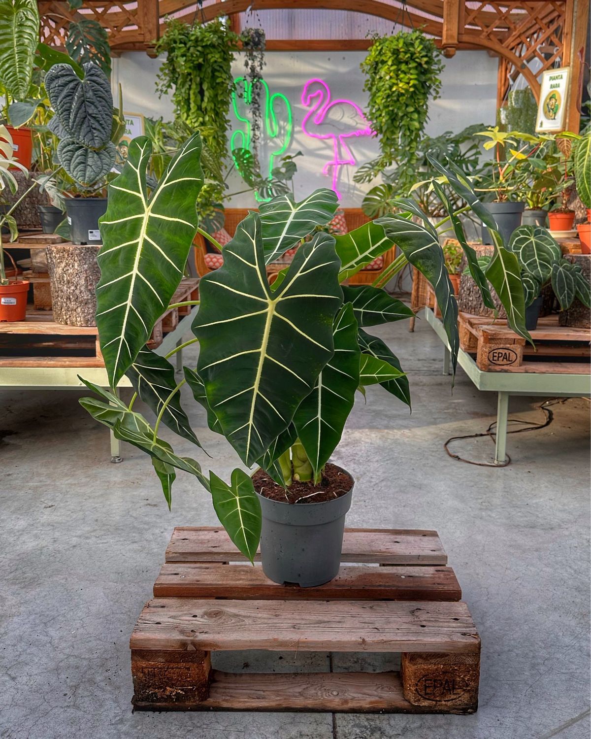 Alocasia Frydek XXL vaso cm 24