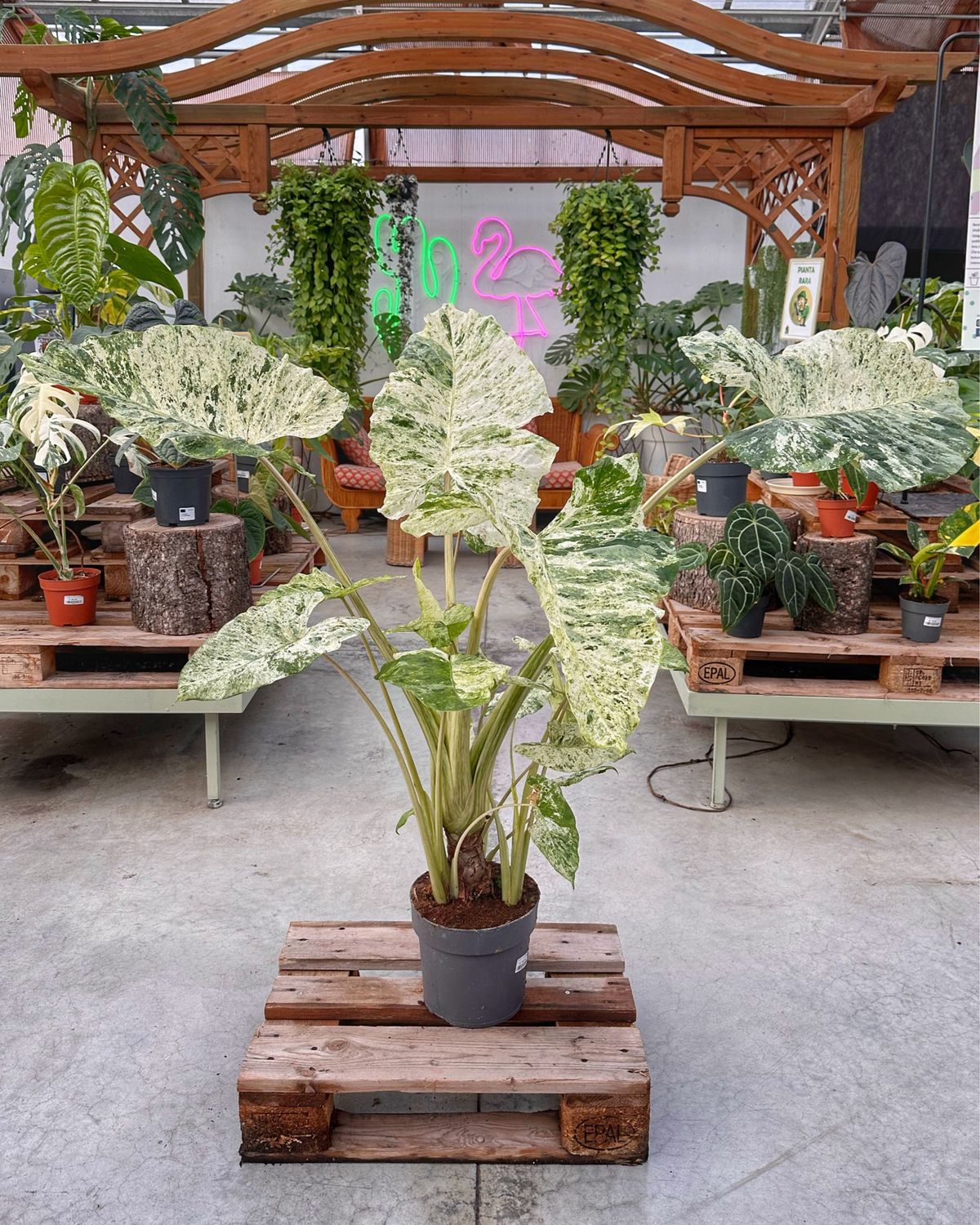 Alocasia machrorizza splash XXL vaso cm 24