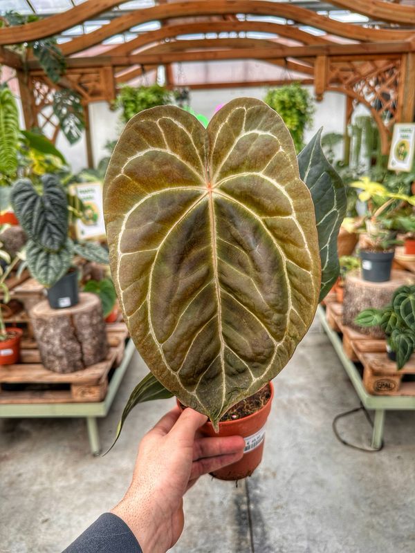 Anthurium papillilaminum M vaso cm 12