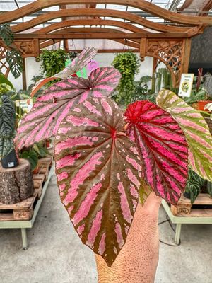 Begonia brevirimosa vaso cm 10,5