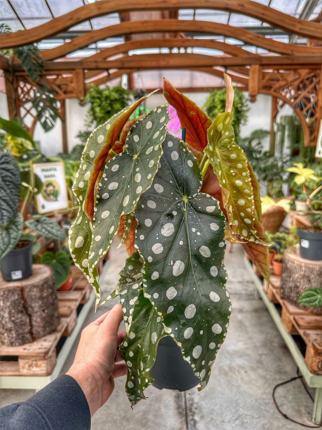 Begonia maculata megadot vaso cm 17