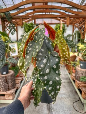 Begonia maculata megadot vaso cm 17