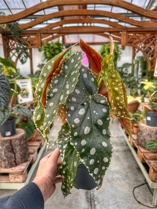 Begonia maculata megadot vaso cm 17