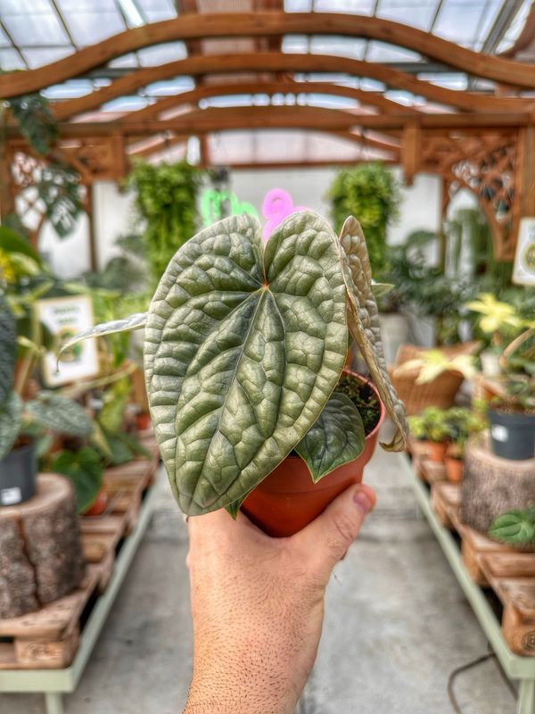 Anthurium luxurians M vaso cm 12