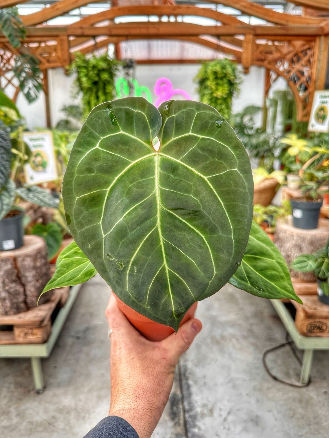 Anthurium King of spades vaso cm 12