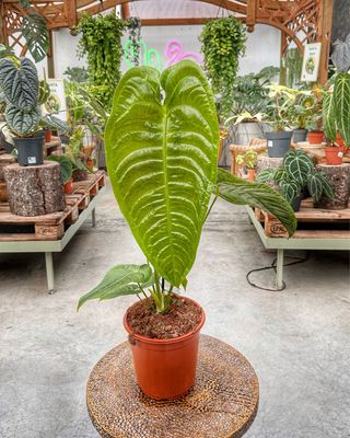 Anthurium veitchii xxl vaso cm 19