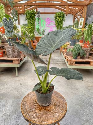 Alocasia regal shield vaso cm 19