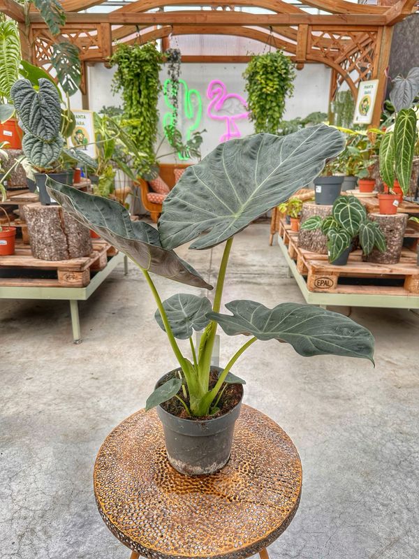 Alocasia regal shield vaso cm 19