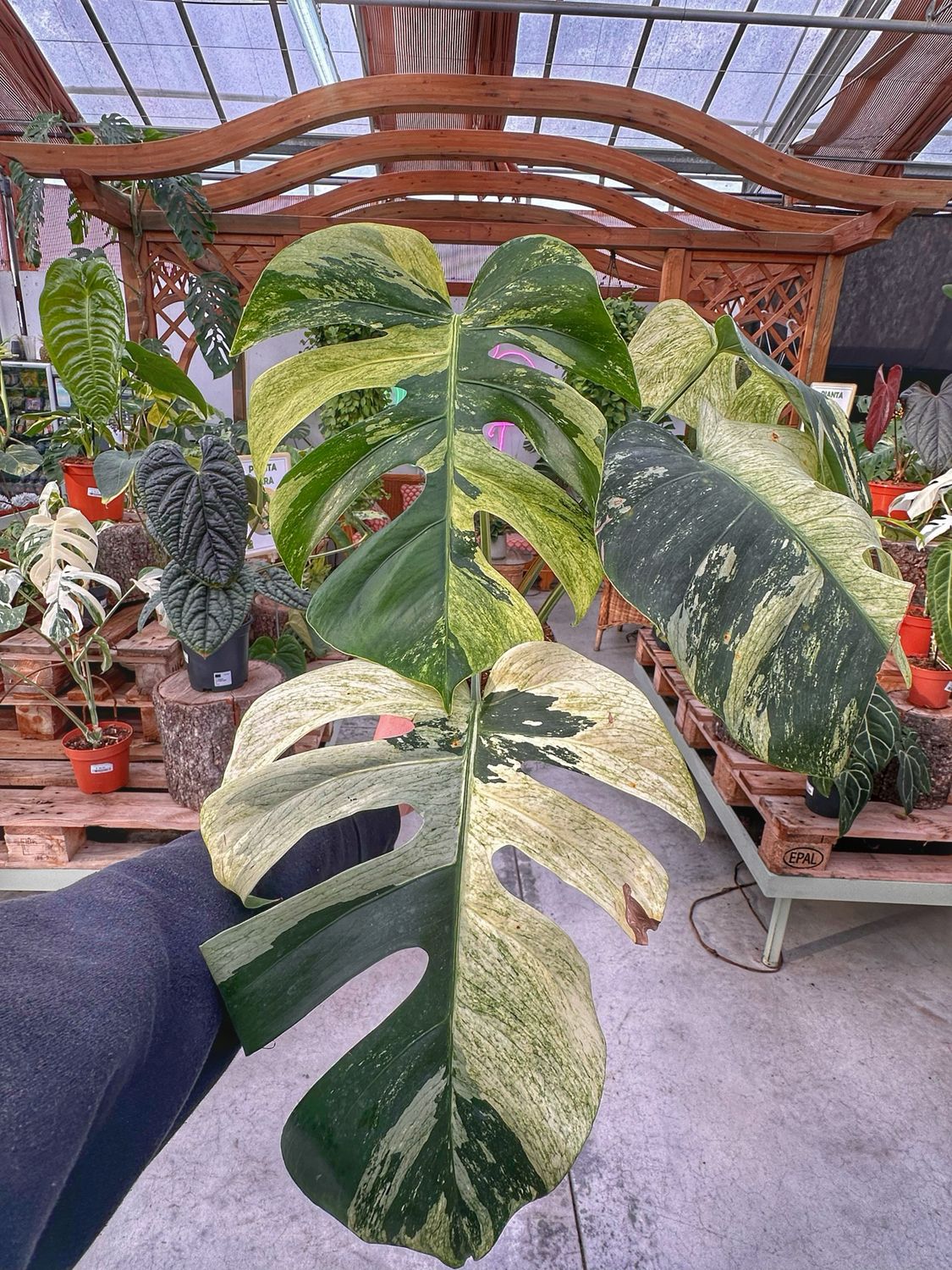 Monstera jungle Mint vaso cm 17