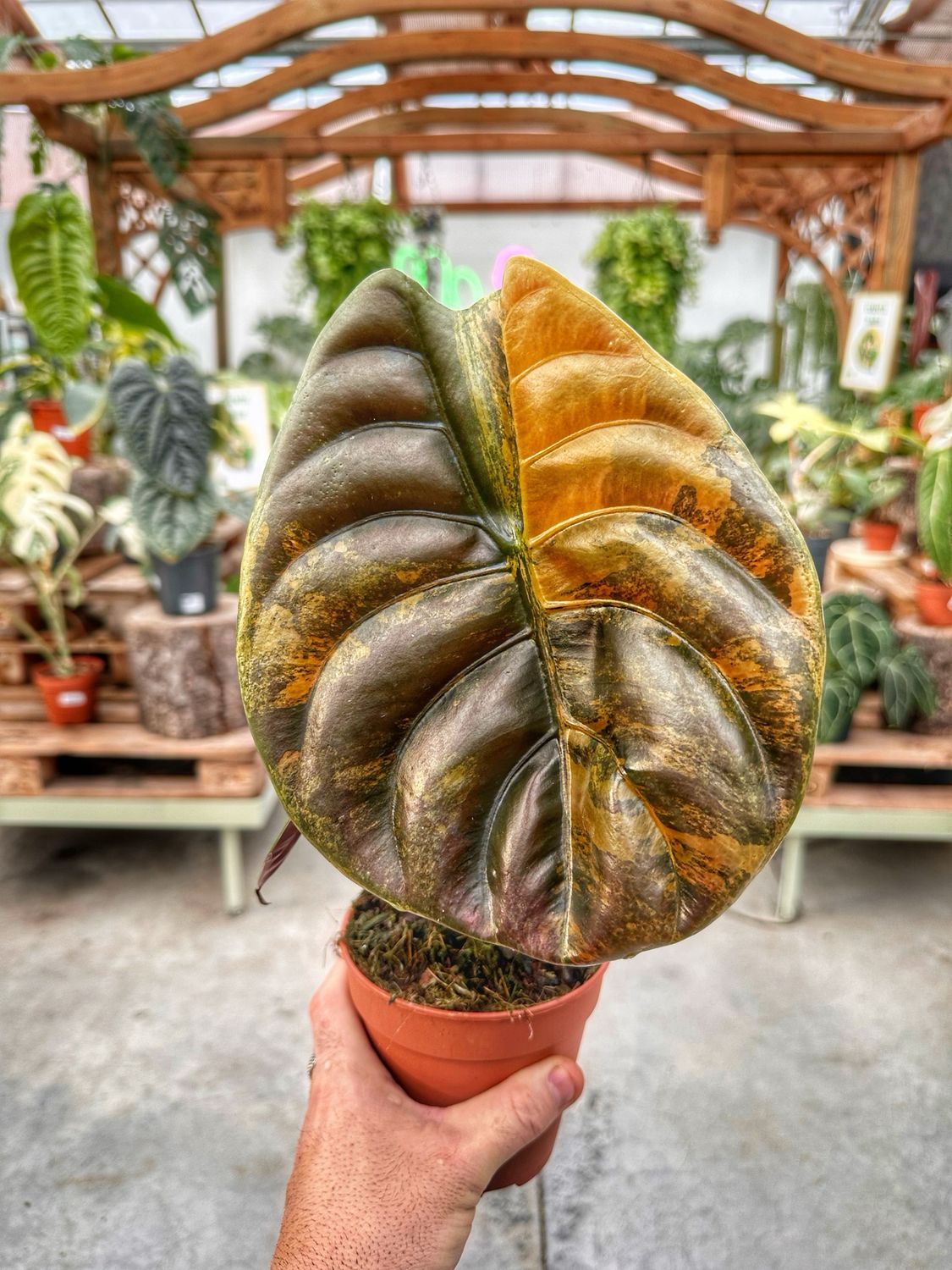 Alocasia cuprea variegata vaso cm 12