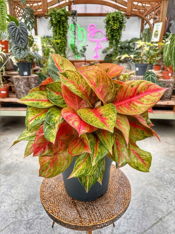 Aglaonema cocomelon XXL vaso cm 30