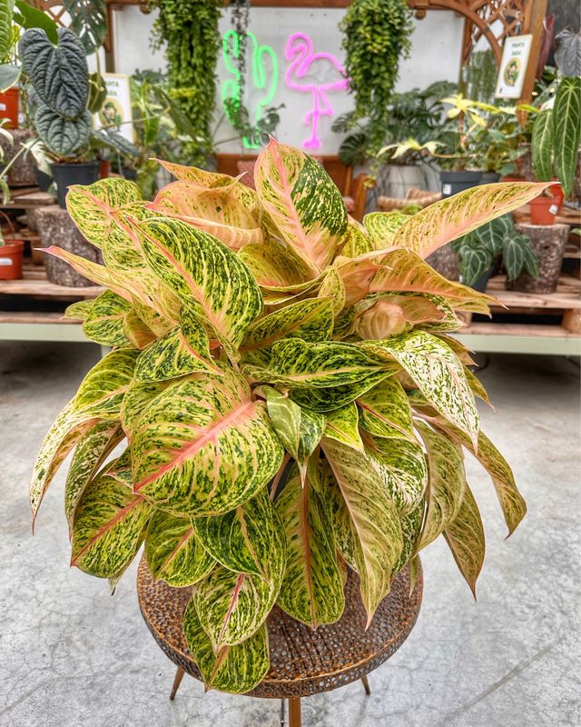 Aglaonema cocomelon light pink vaso cm 30