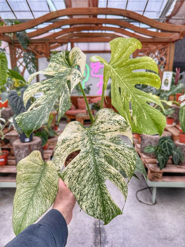 Monstera Mint L vaso cm 17