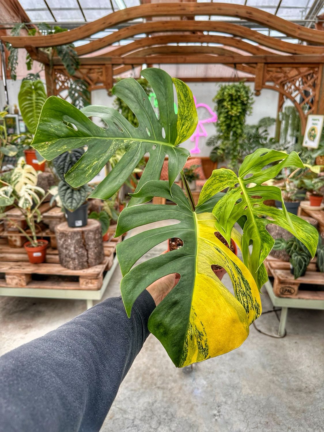 Monstera deliciosa aureovariegata L vaso cm 17