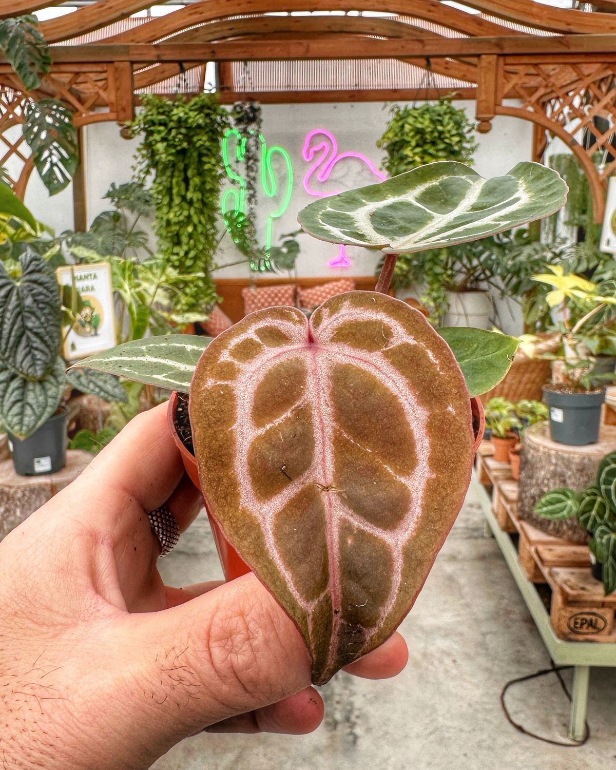 Anthurium red crystallinum vaso cm 6