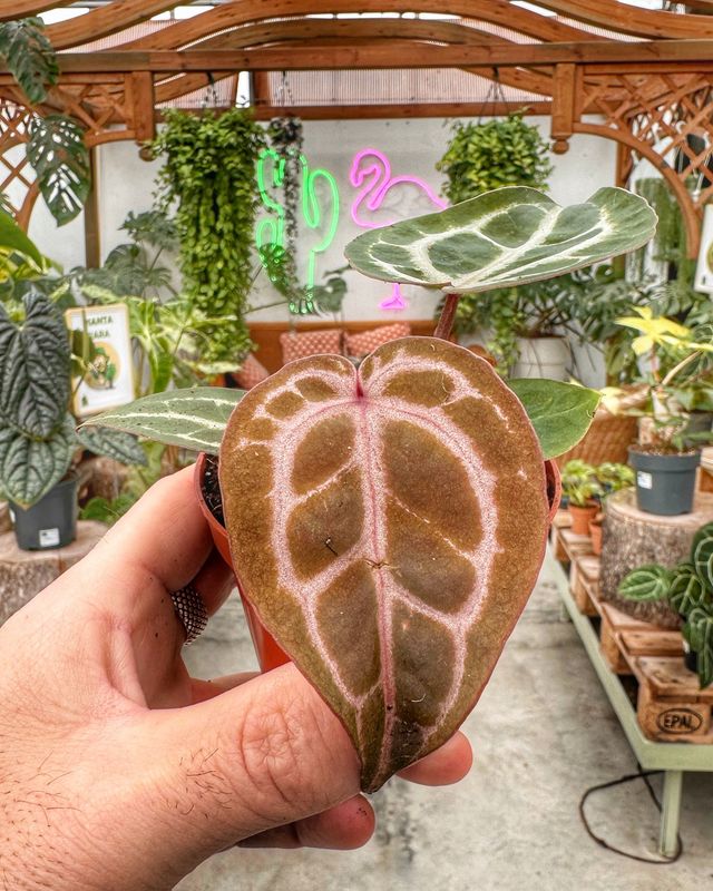 Anthurium red crystallinum vaso cm 6