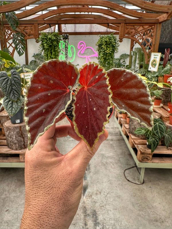 Begonia darthdaveriana vaso cm 6