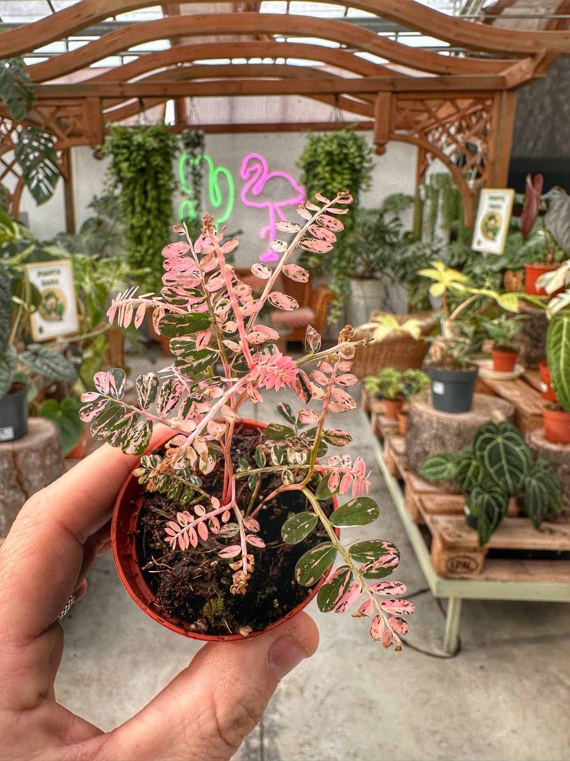 Phyllanthus urinaria variegata vado cm 6